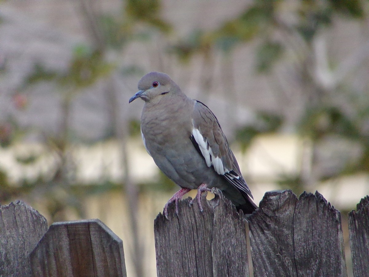 Белокрылая горлица - ML645999438