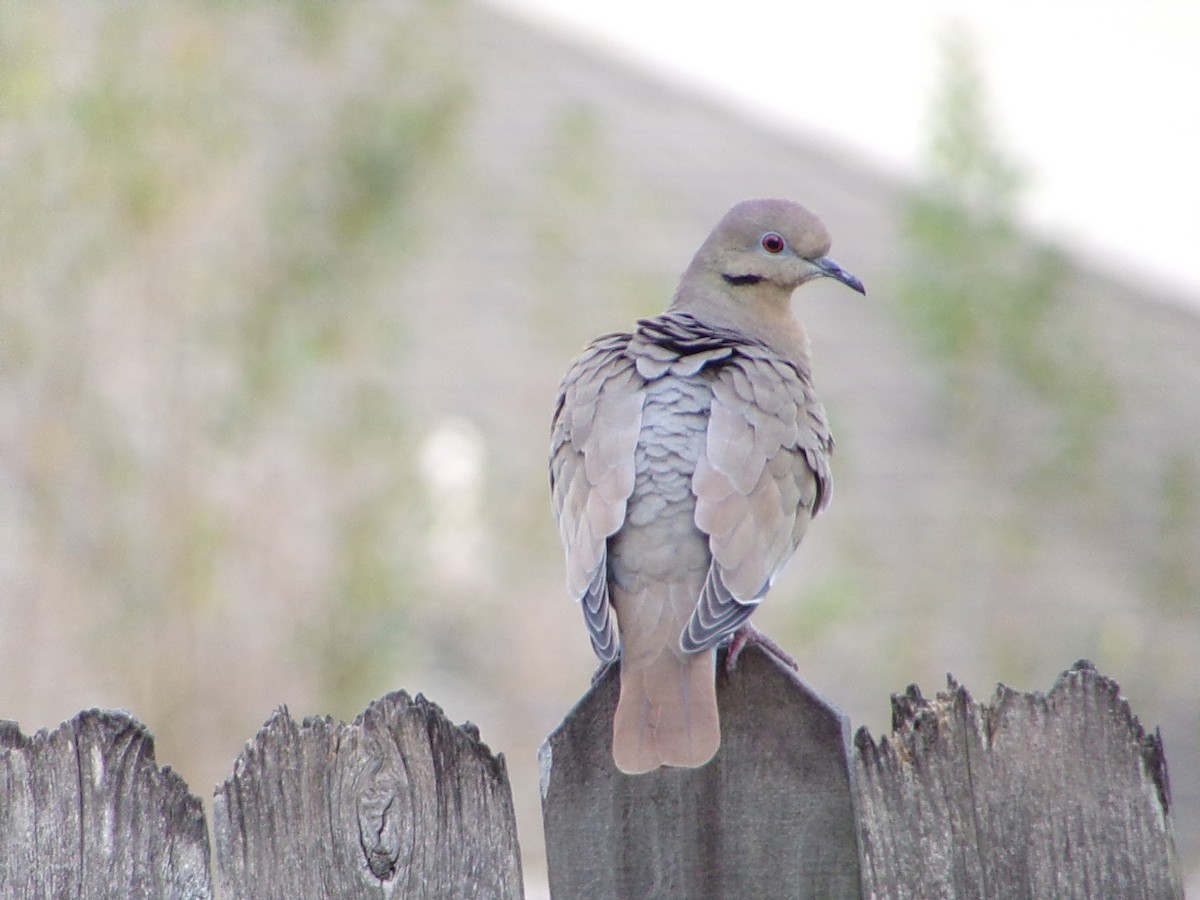 Белокрылая горлица - ML645999440