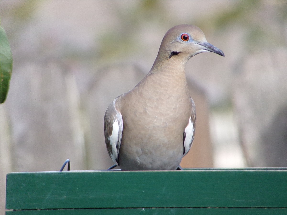 Белокрылая горлица - ML645999441