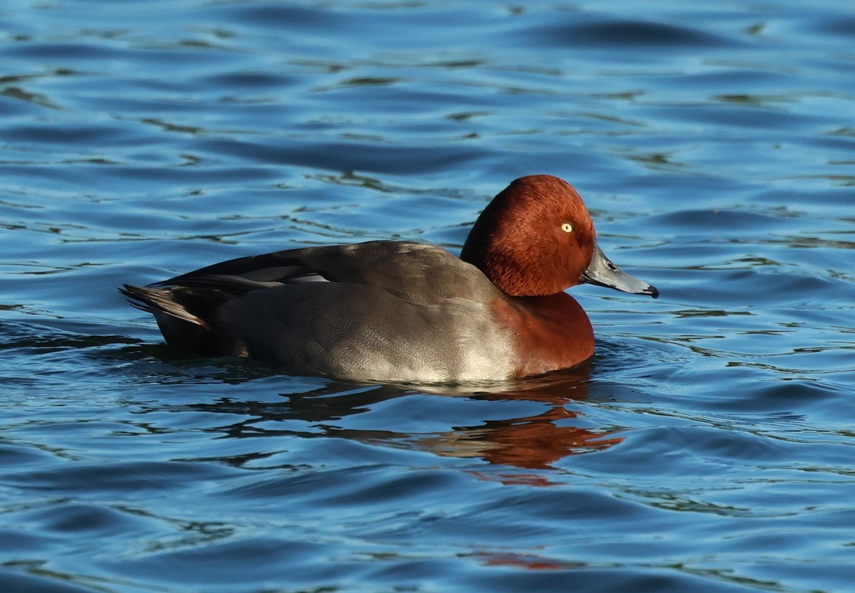 Красноголовый x Белоглазый нырок (гибрид) - ML645999442