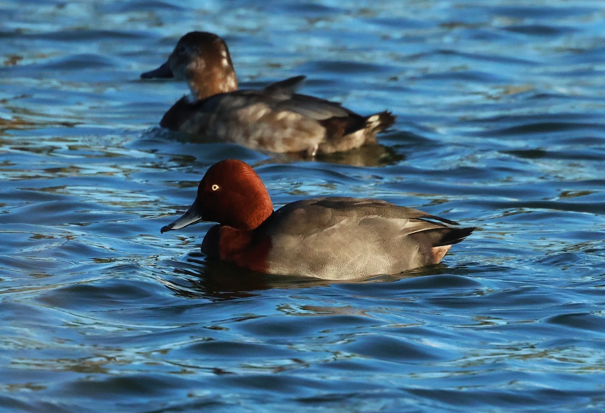 Красноголовый x Белоглазый нырок (гибрид) - ML645999443