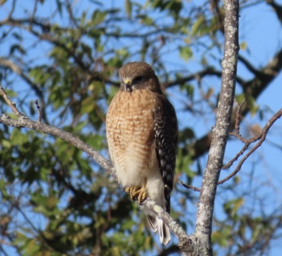 Красноплечий канюк - ML645999444