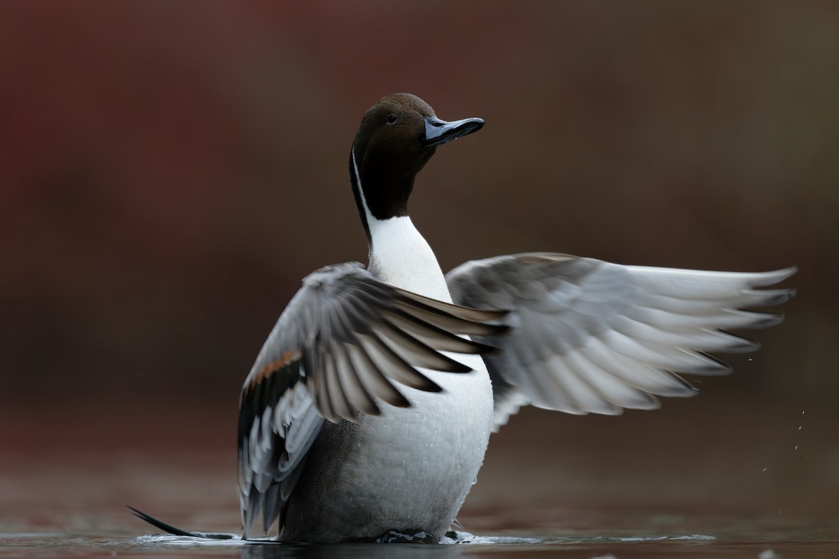 Northern Pintail - ML645999446