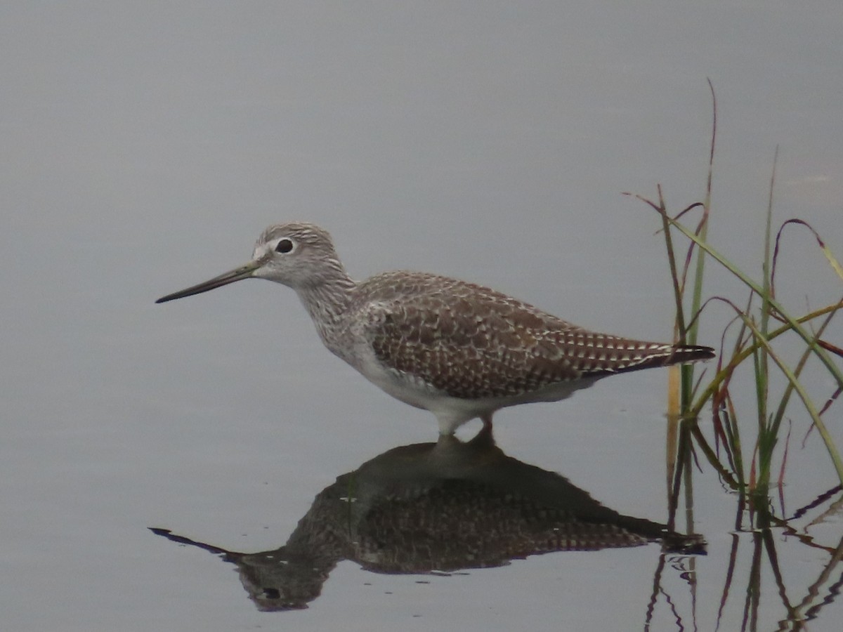 Greater Yellowlegs - ML645999447