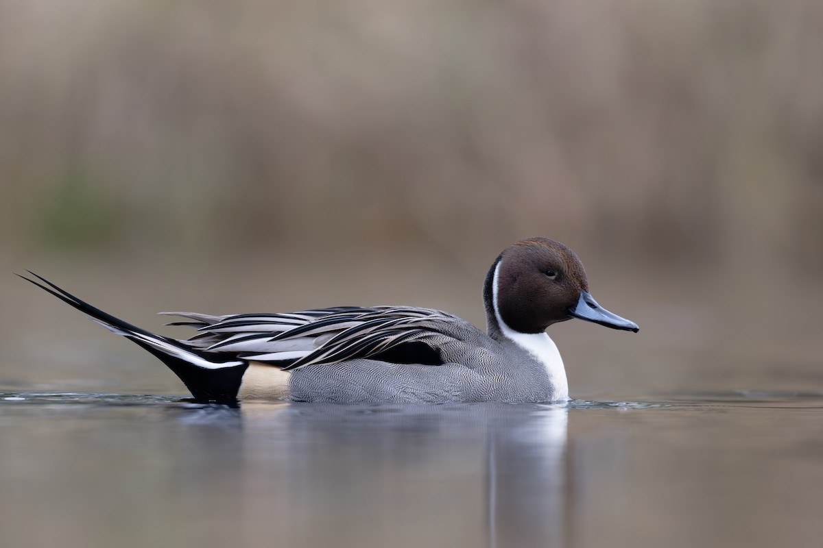 Northern Pintail - ML645999455
