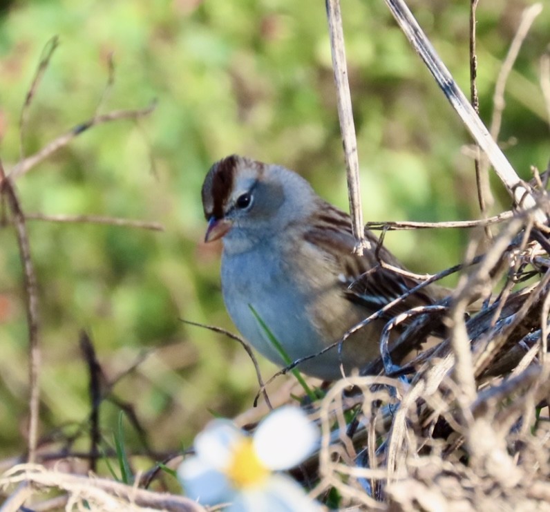 White-crowned Sparrow - ML645999458