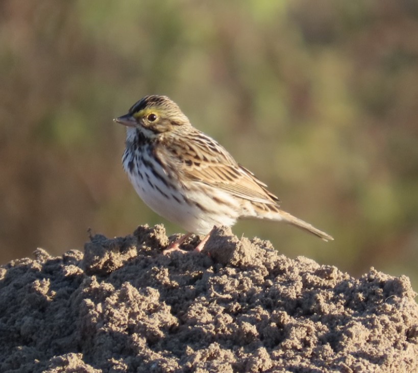 Savannah Sparrow - ML645999464
