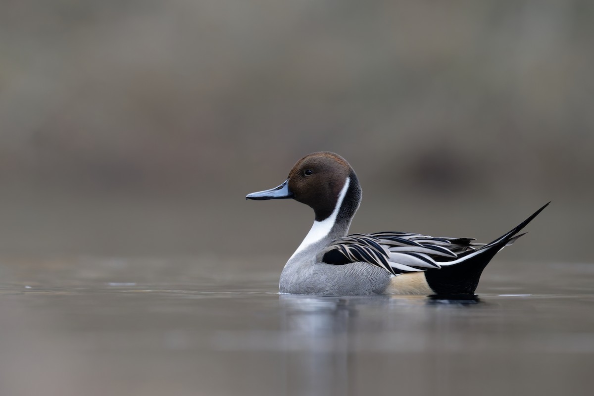 Northern Pintail - ML645999468