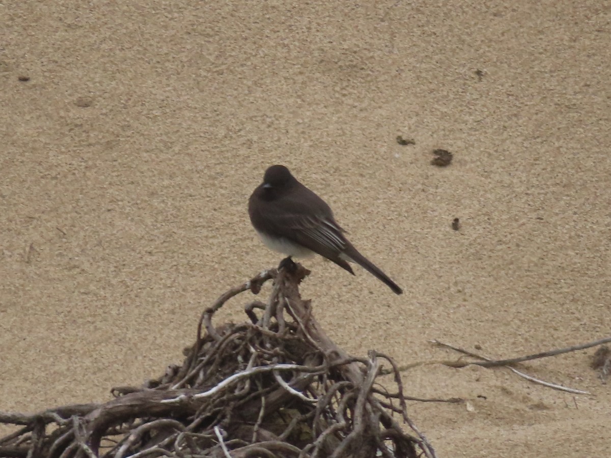 Black Phoebe - ML645999469