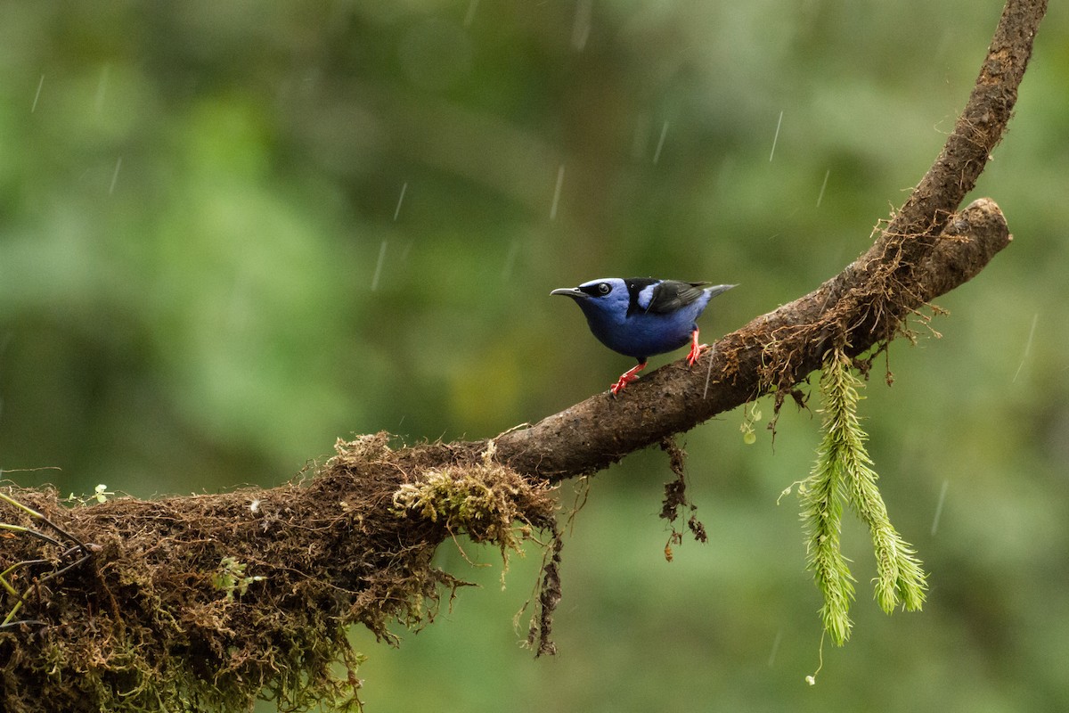 Red-legged Honeycreeper - ML645999471