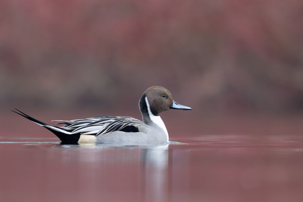 Northern Pintail - ML645999472