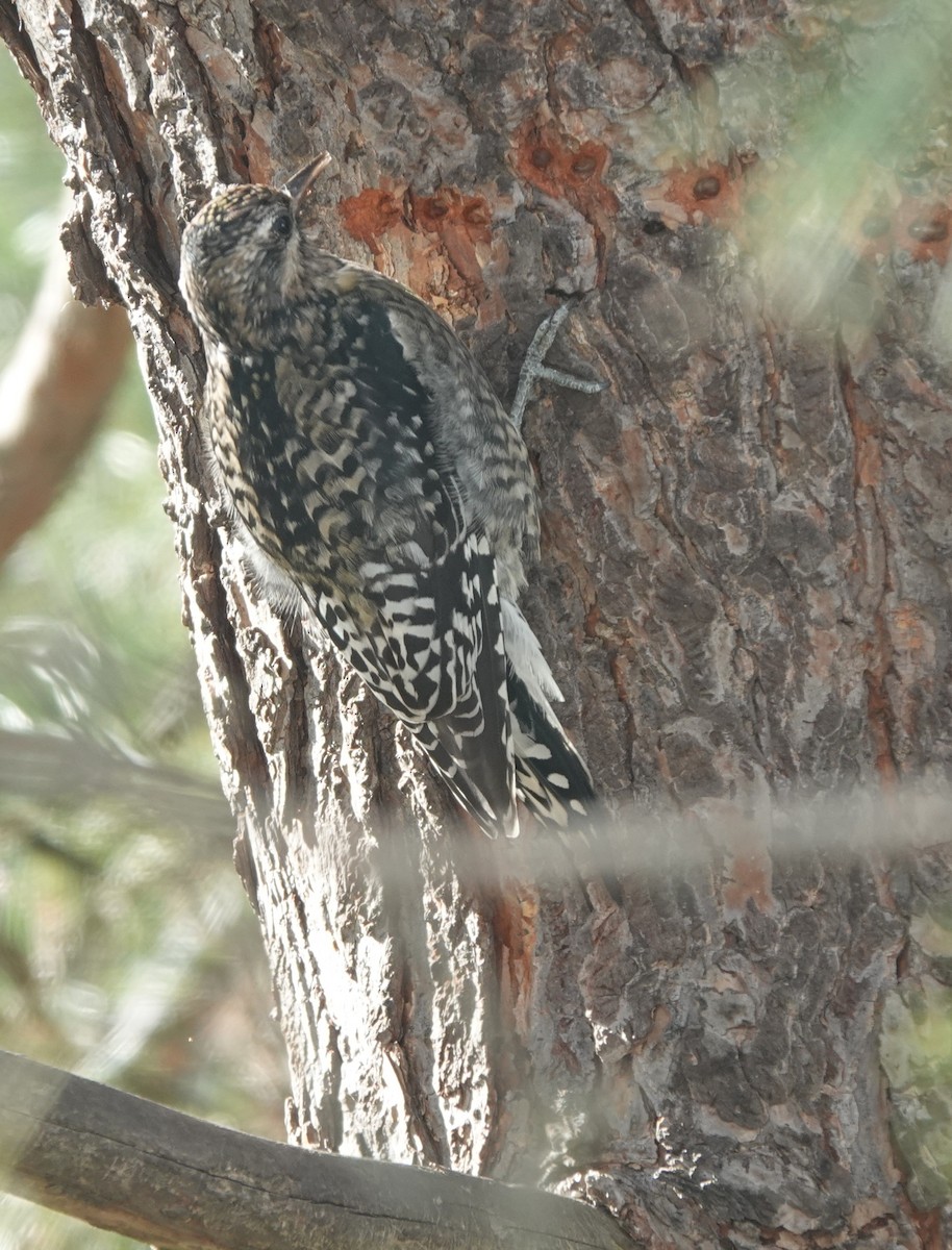 Gelbbauch-Saftlecker - ML645999478