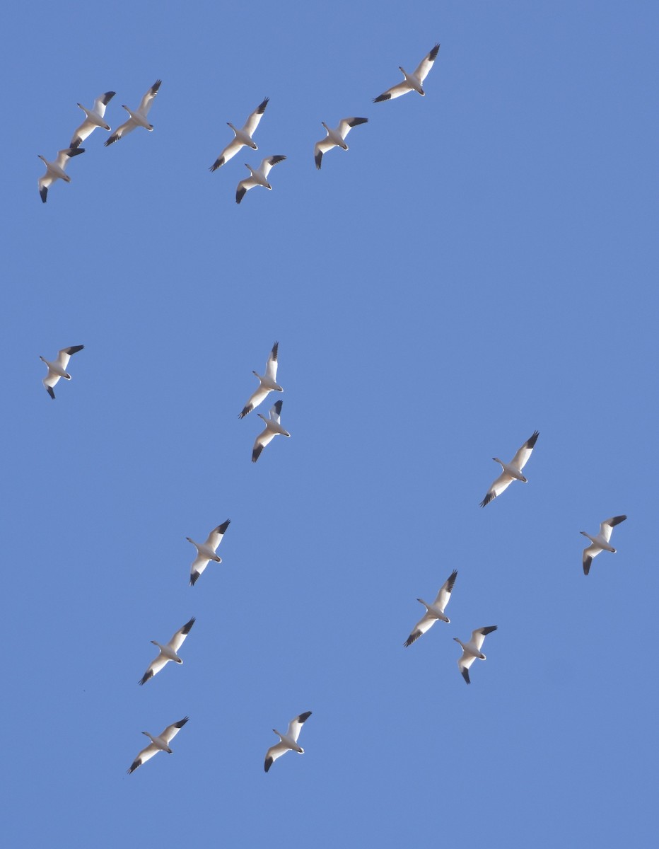 Snow Goose - ML645999488