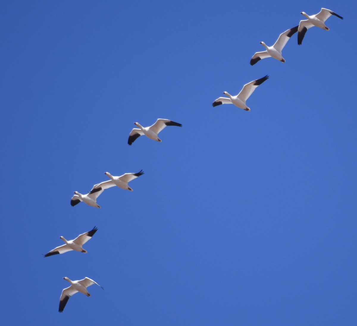 Snow Goose - ML645999489