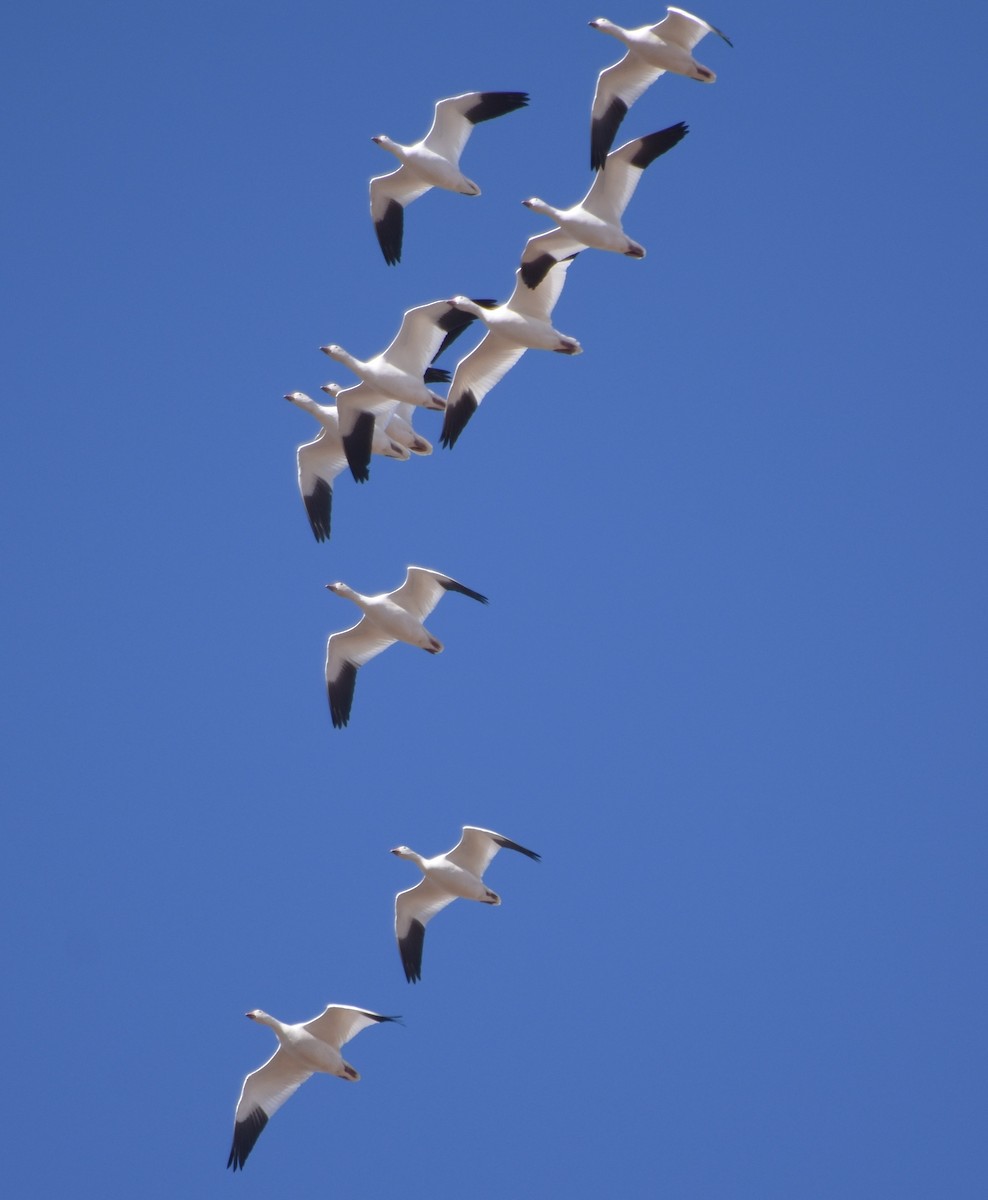 Snow Goose - ML645999490