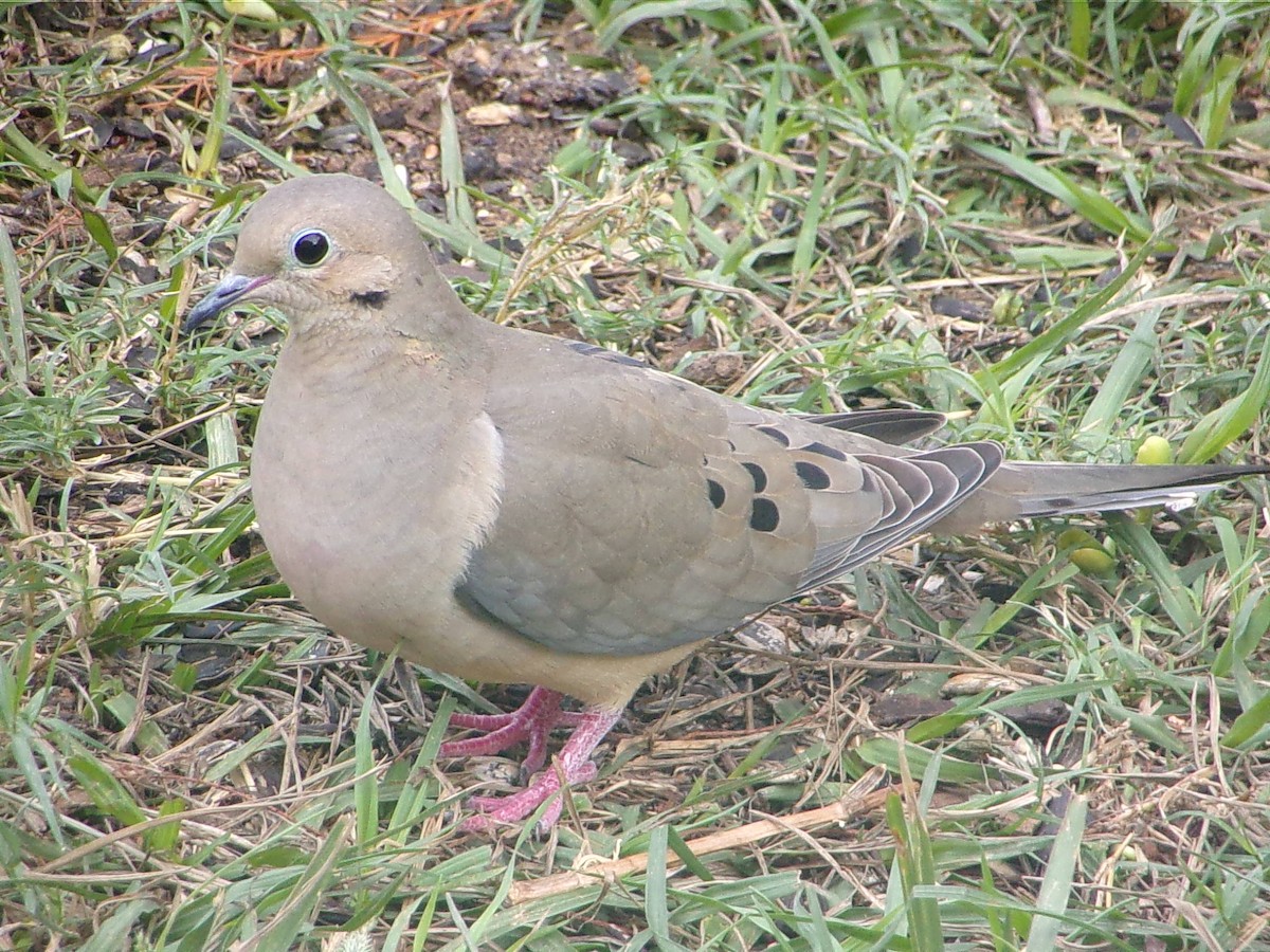 Mourning Dove - ML645999512