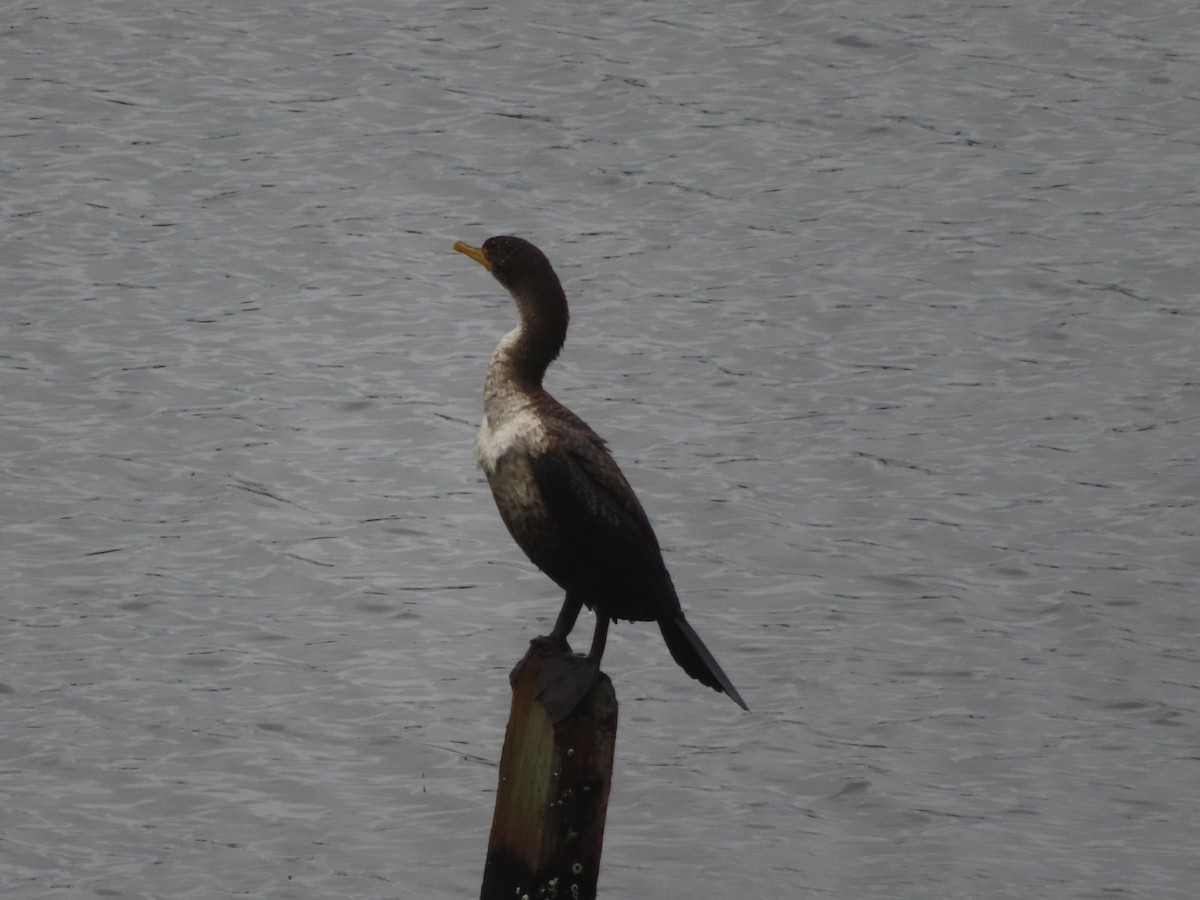 Double-crested Cormorant - ML645999517