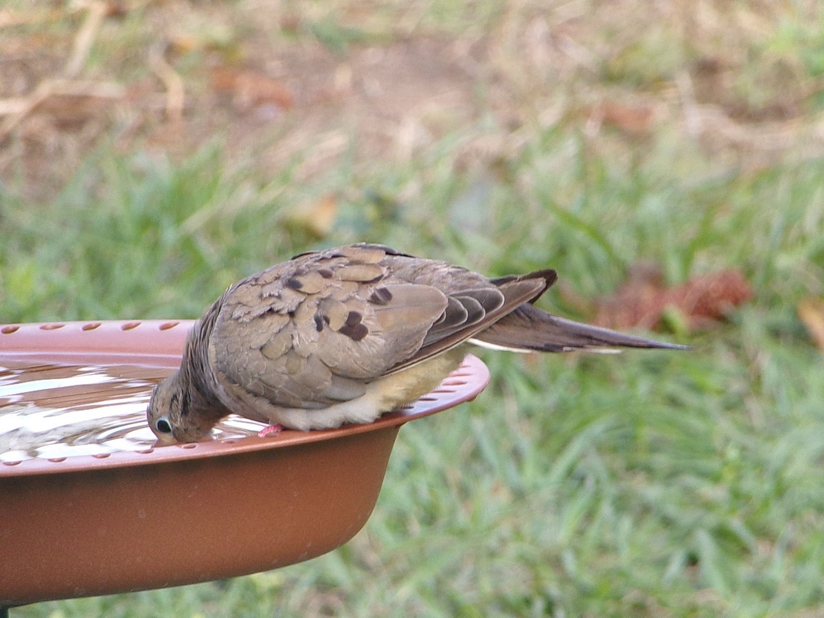 Mourning Dove - ML645999518