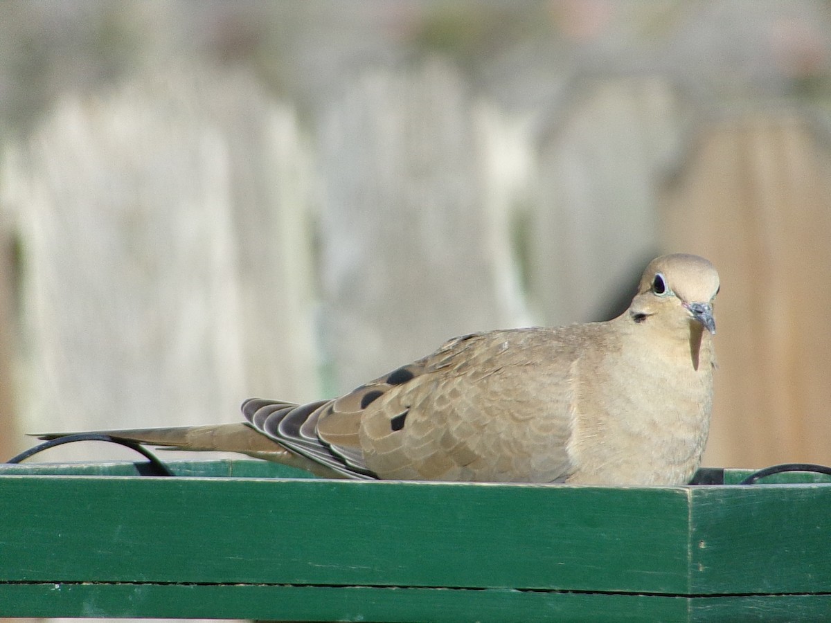 Mourning Dove - ML645999523