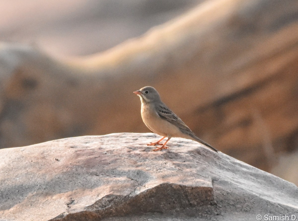 Gray-necked Bunting - ML645999527