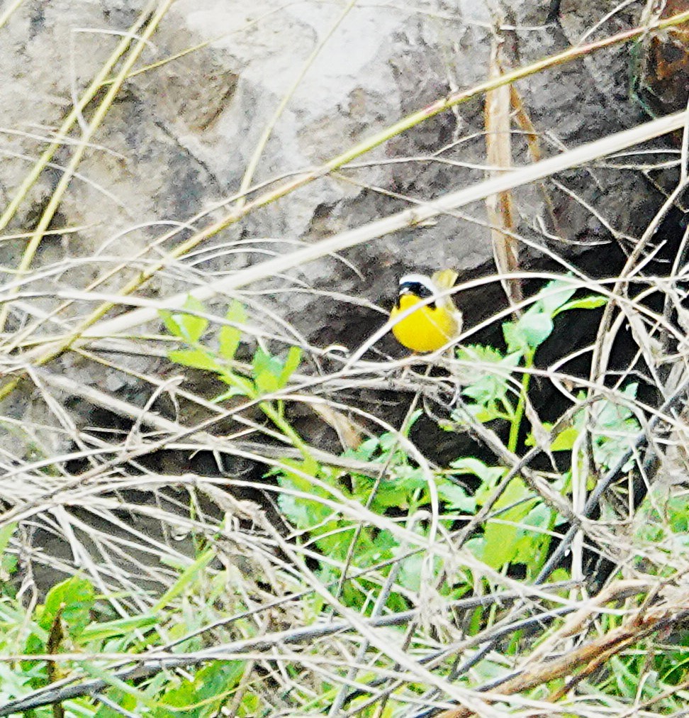 Common Yellowthroat - ML645999528