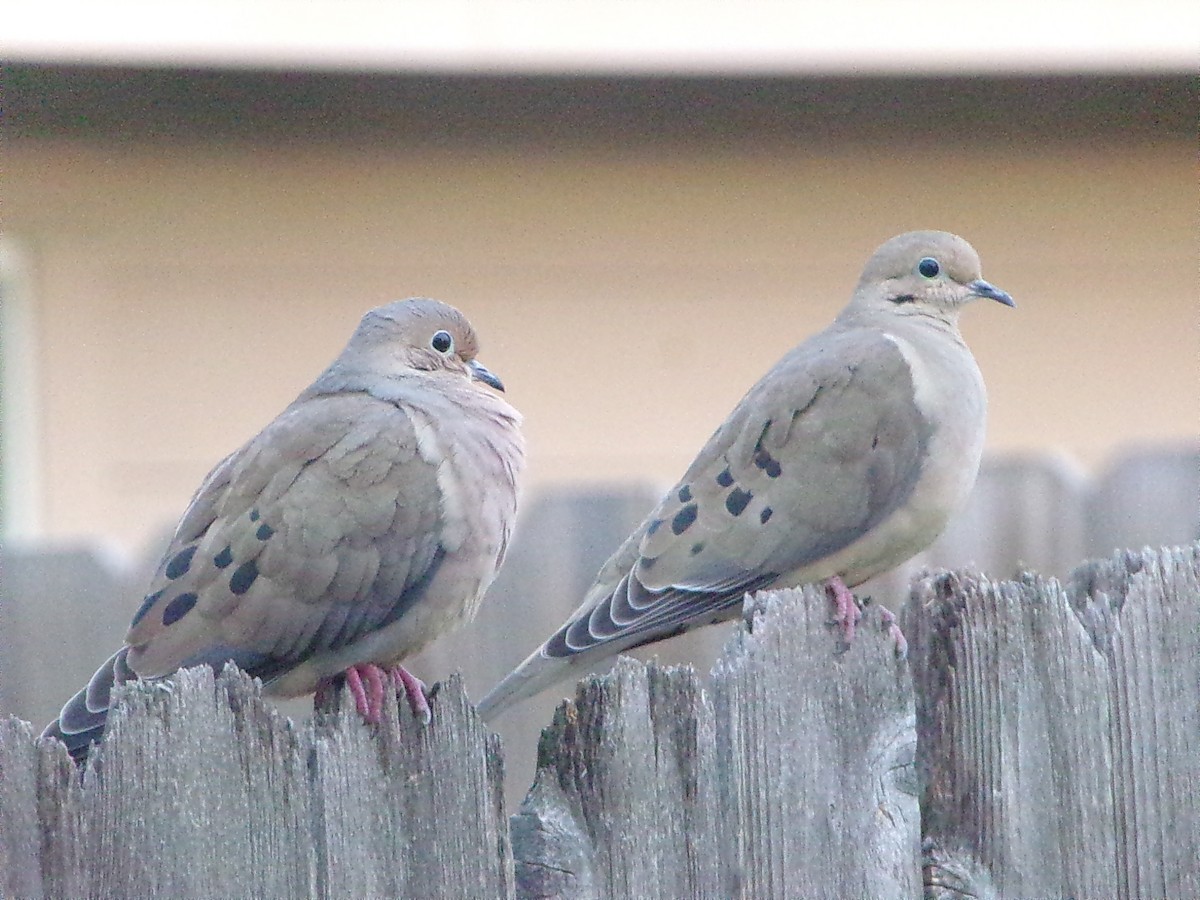 Mourning Dove - ML645999529