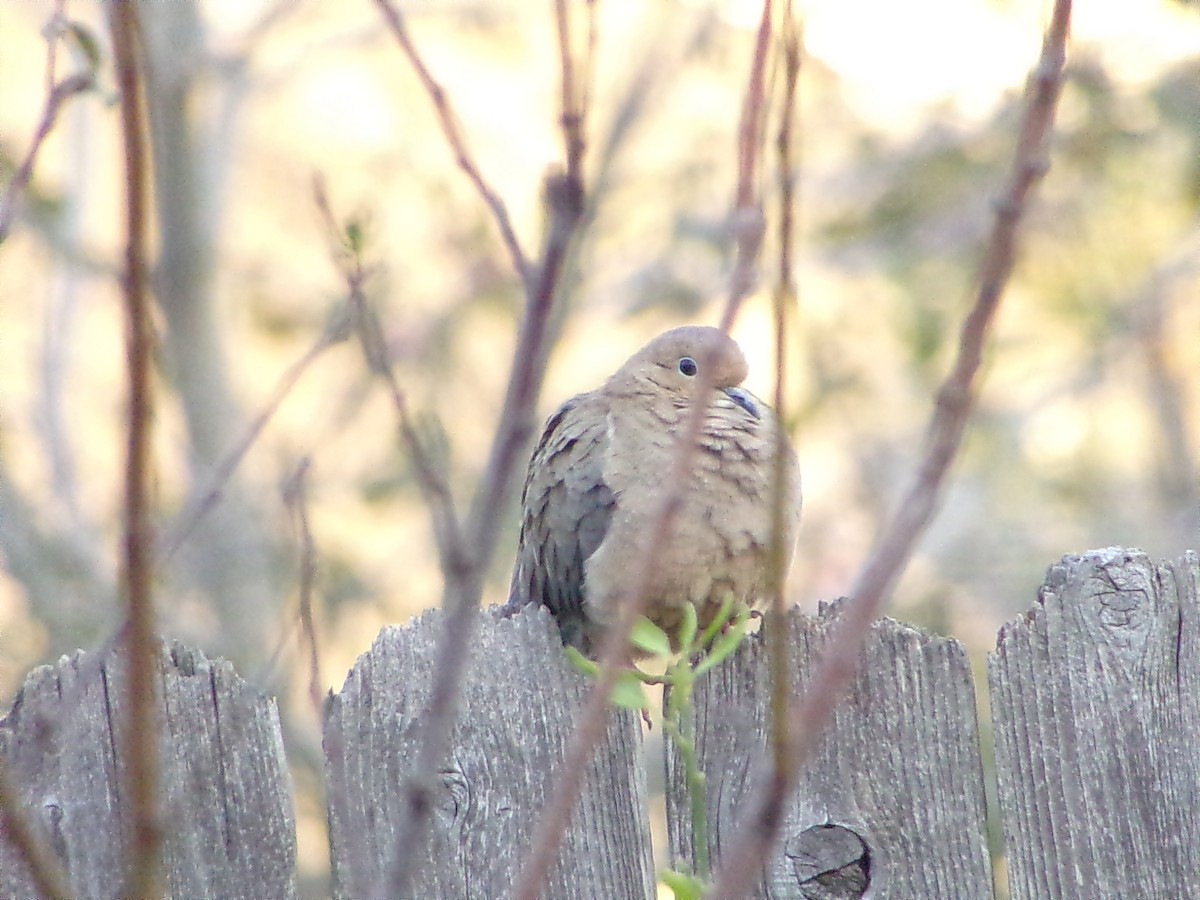 Mourning Dove - ML645999530