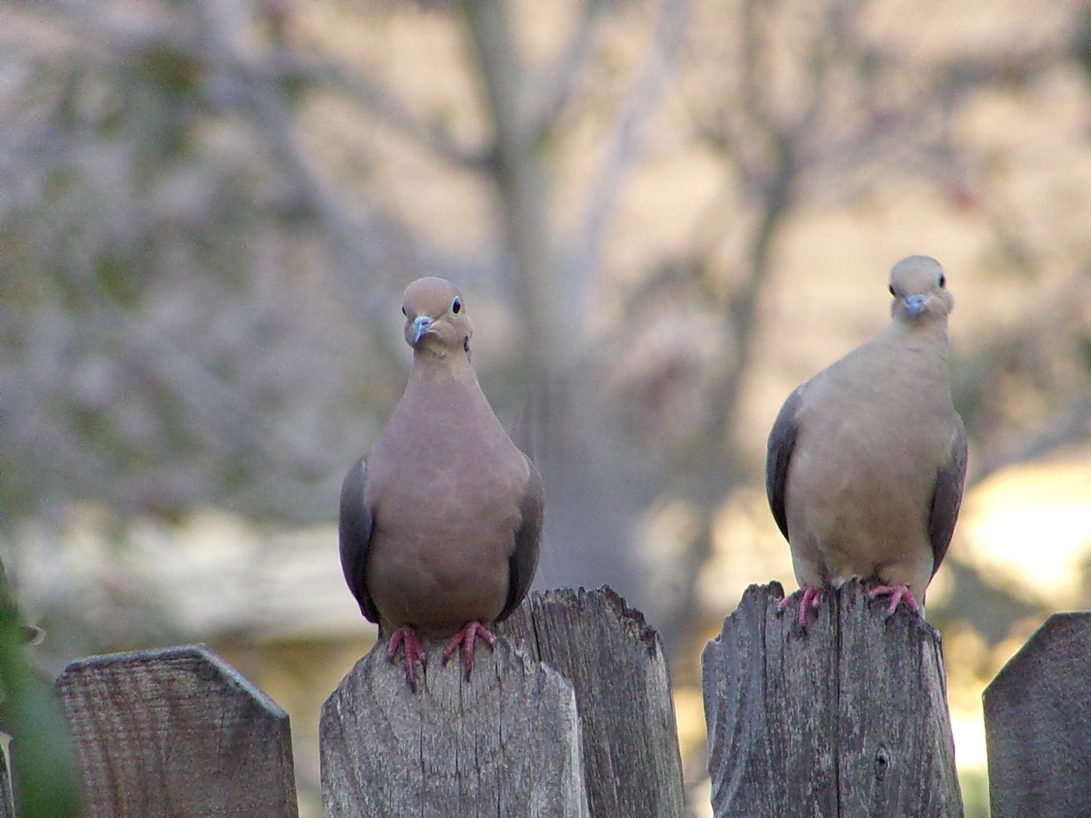 Mourning Dove - ML645999531
