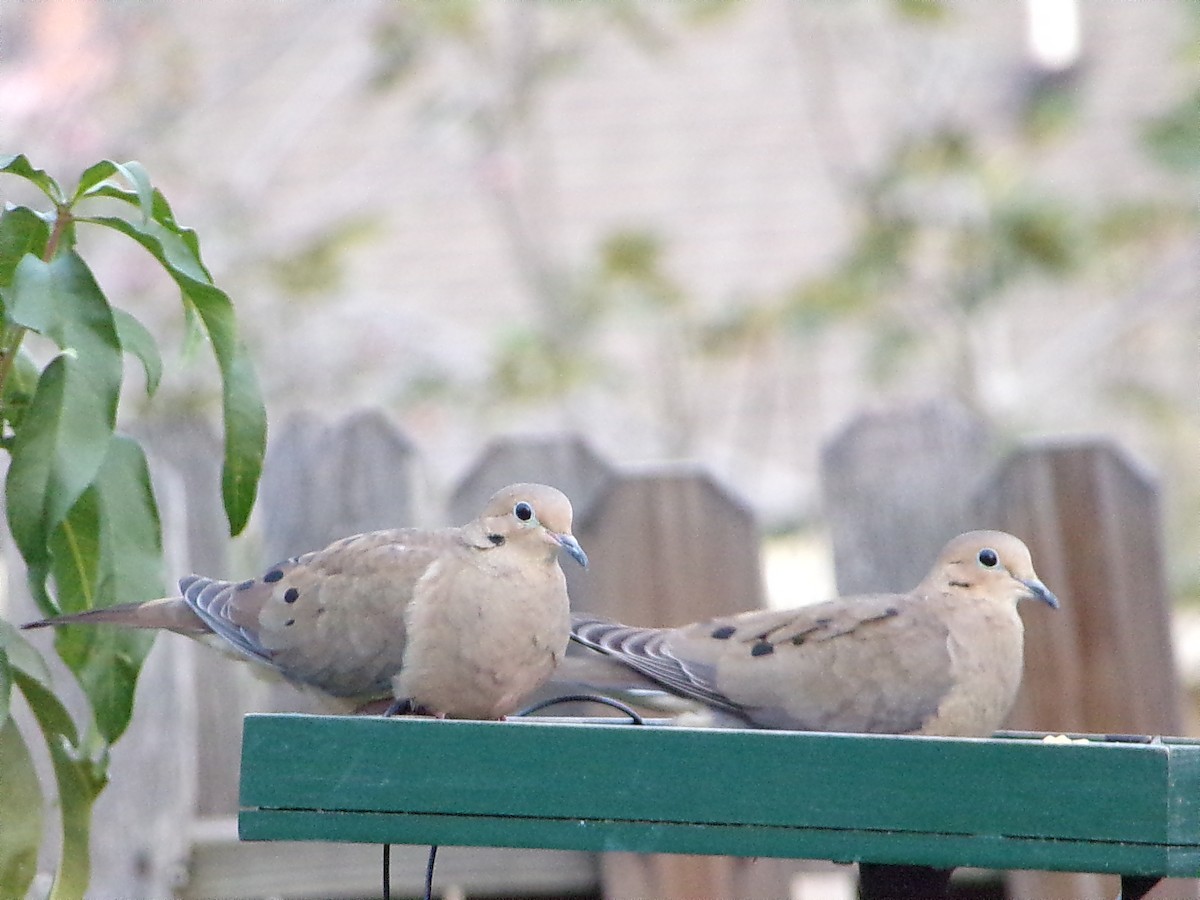 Mourning Dove - ML645999532
