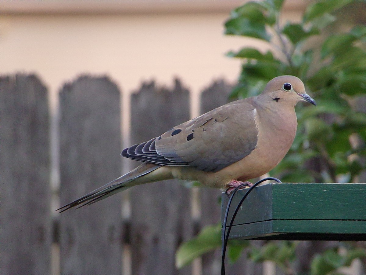 Mourning Dove - ML645999533