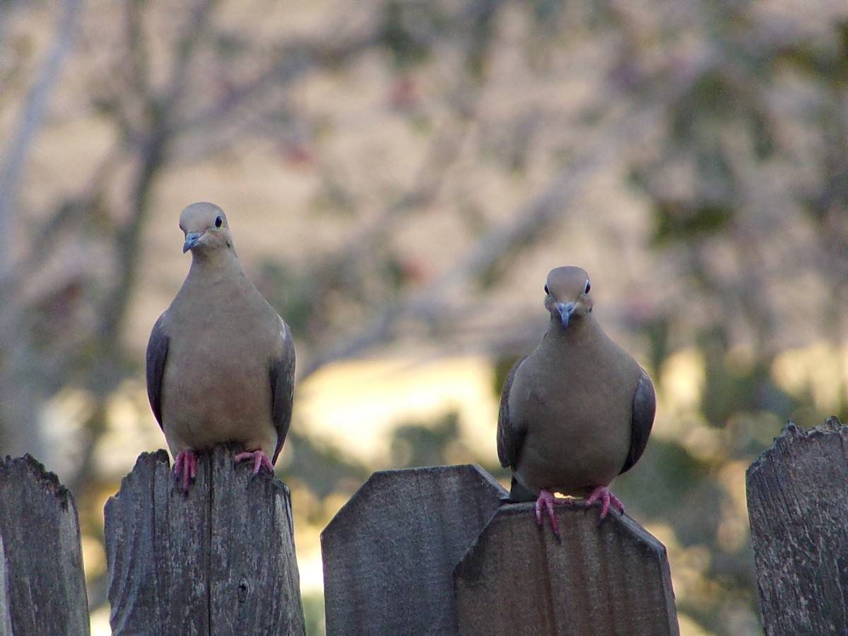 Mourning Dove - ML645999535