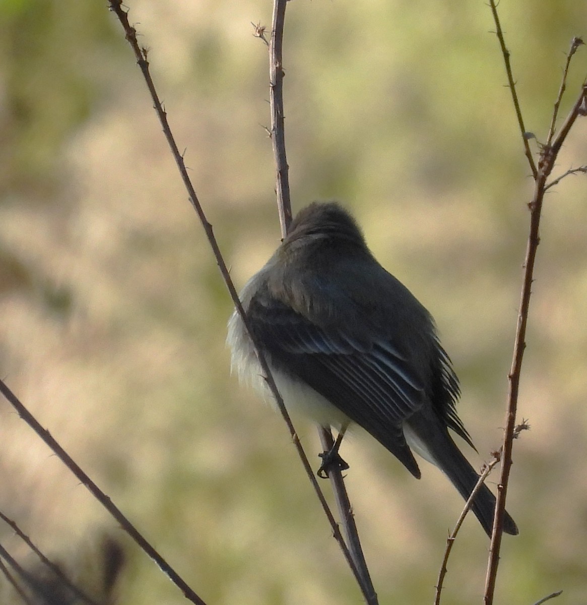 Eastern Phoebe - ML645999537