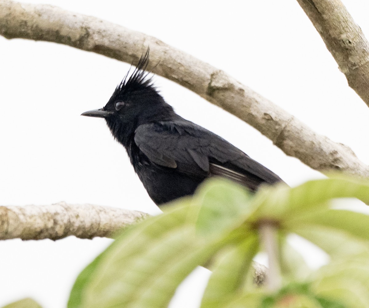 Crested Black-Tyrant - ML645999539
