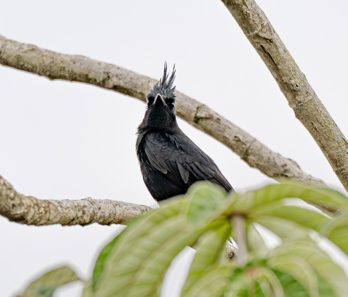 Crested Black-Tyrant - ML645999540