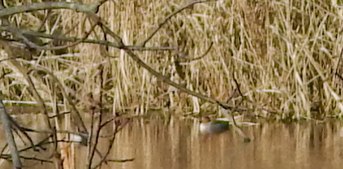 Green-winged Teal (American) - ML645999543