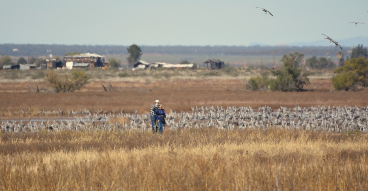 Sandhill Crane - ML645999548
