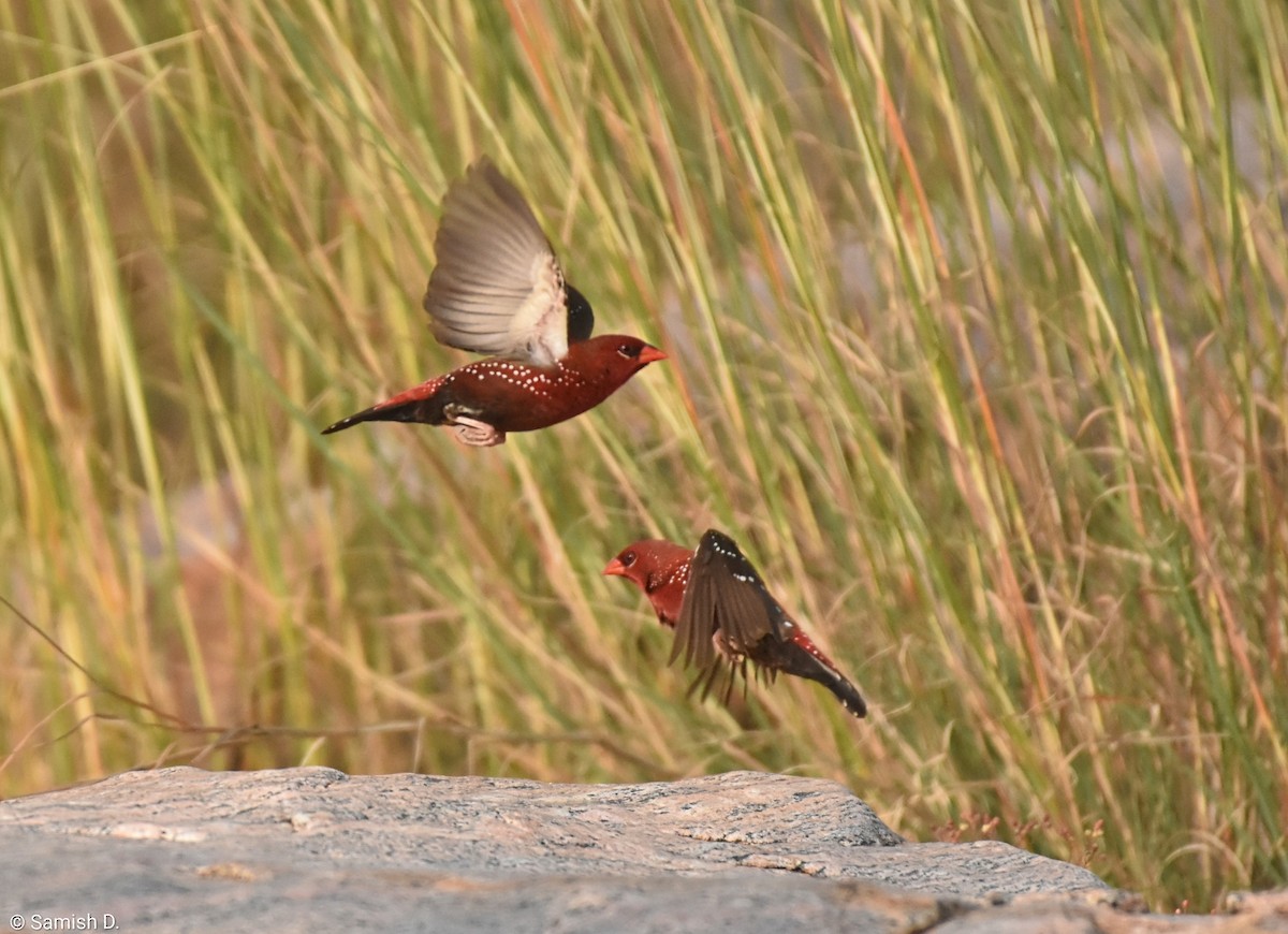 Red Avadavat - ML645999549