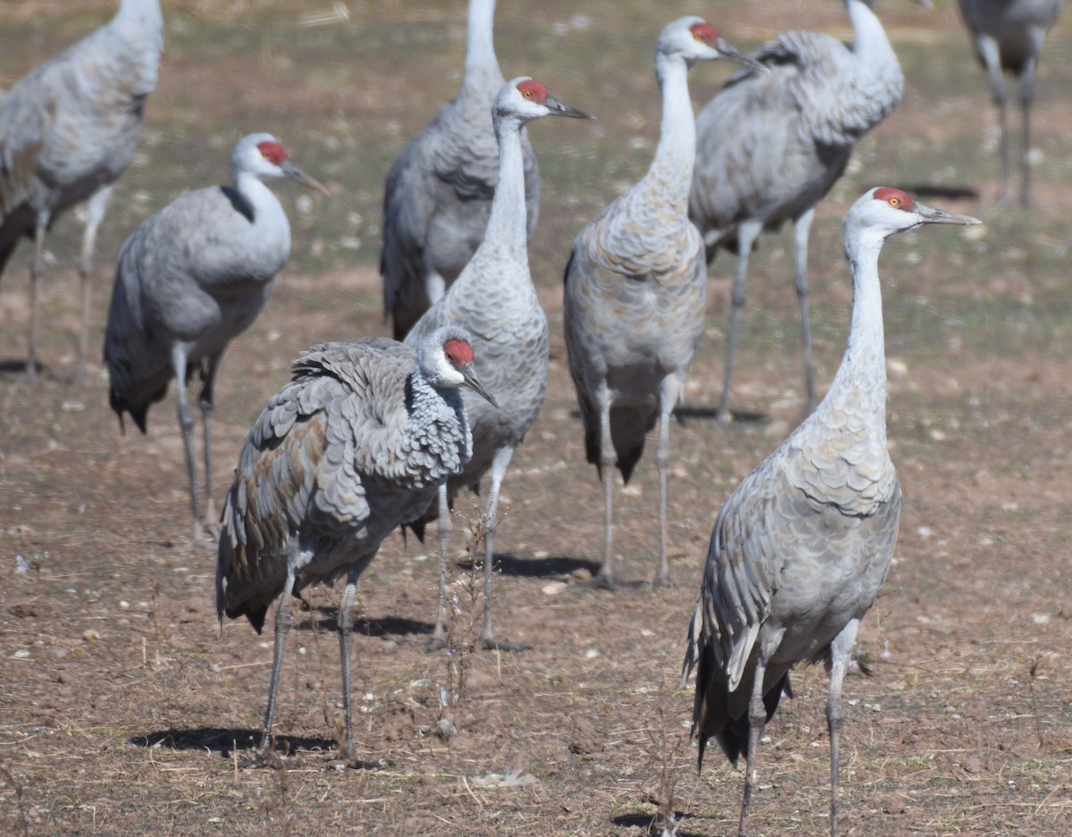 Sandhill Crane - ML645999550