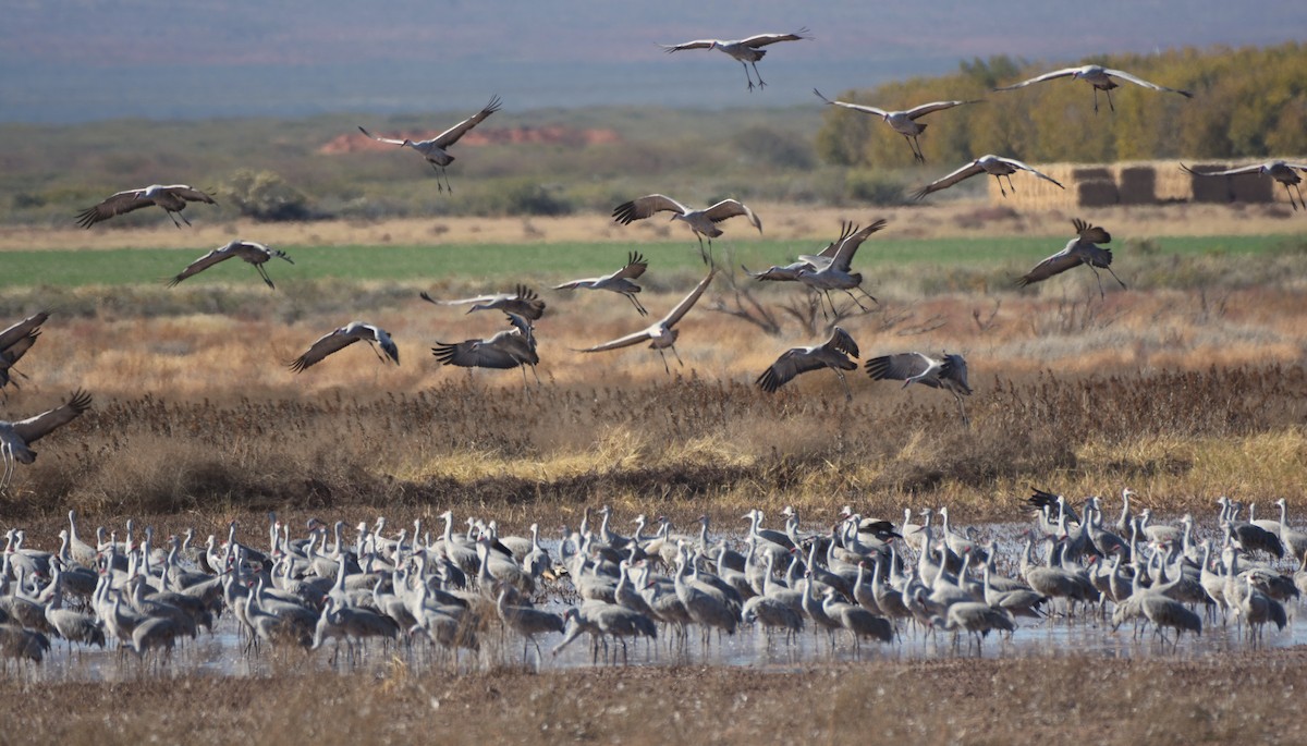 Sandhill Crane - ML645999551