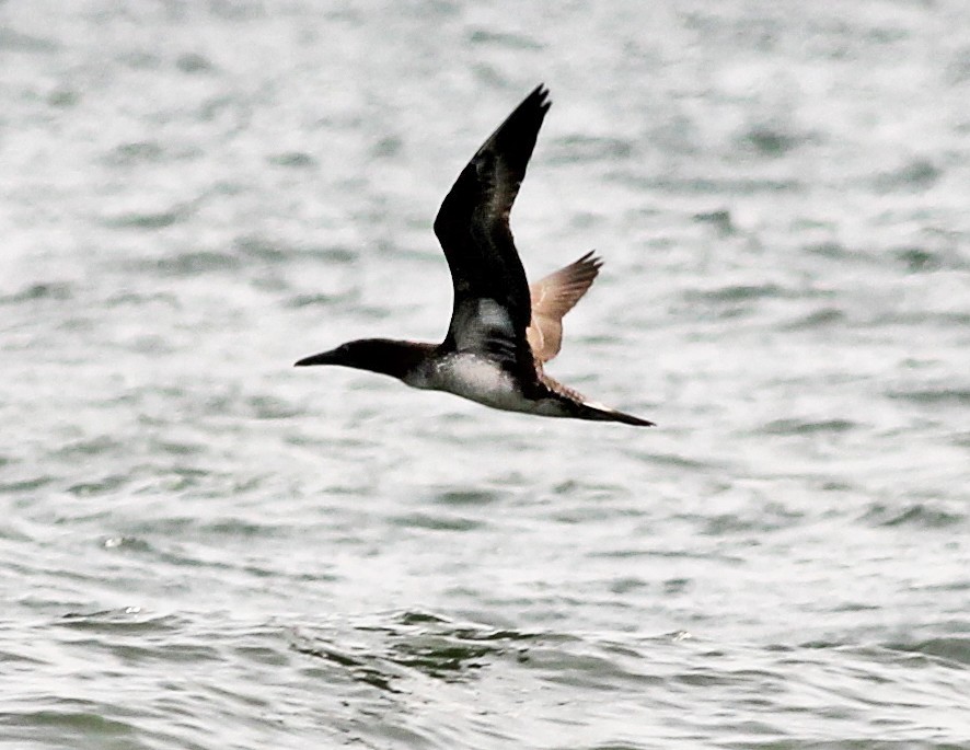 Northern Gannet - ML645999554