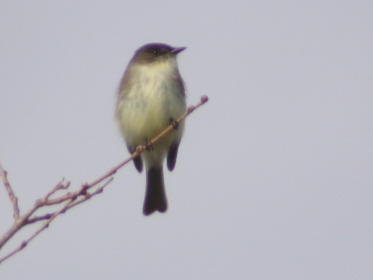 Eastern Phoebe - ML645999556