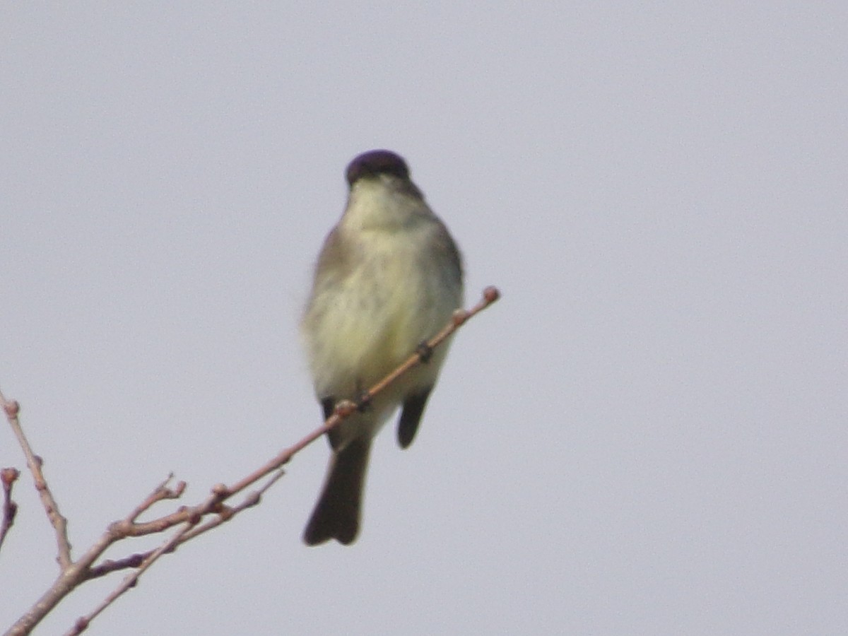 Eastern Phoebe - ML645999557