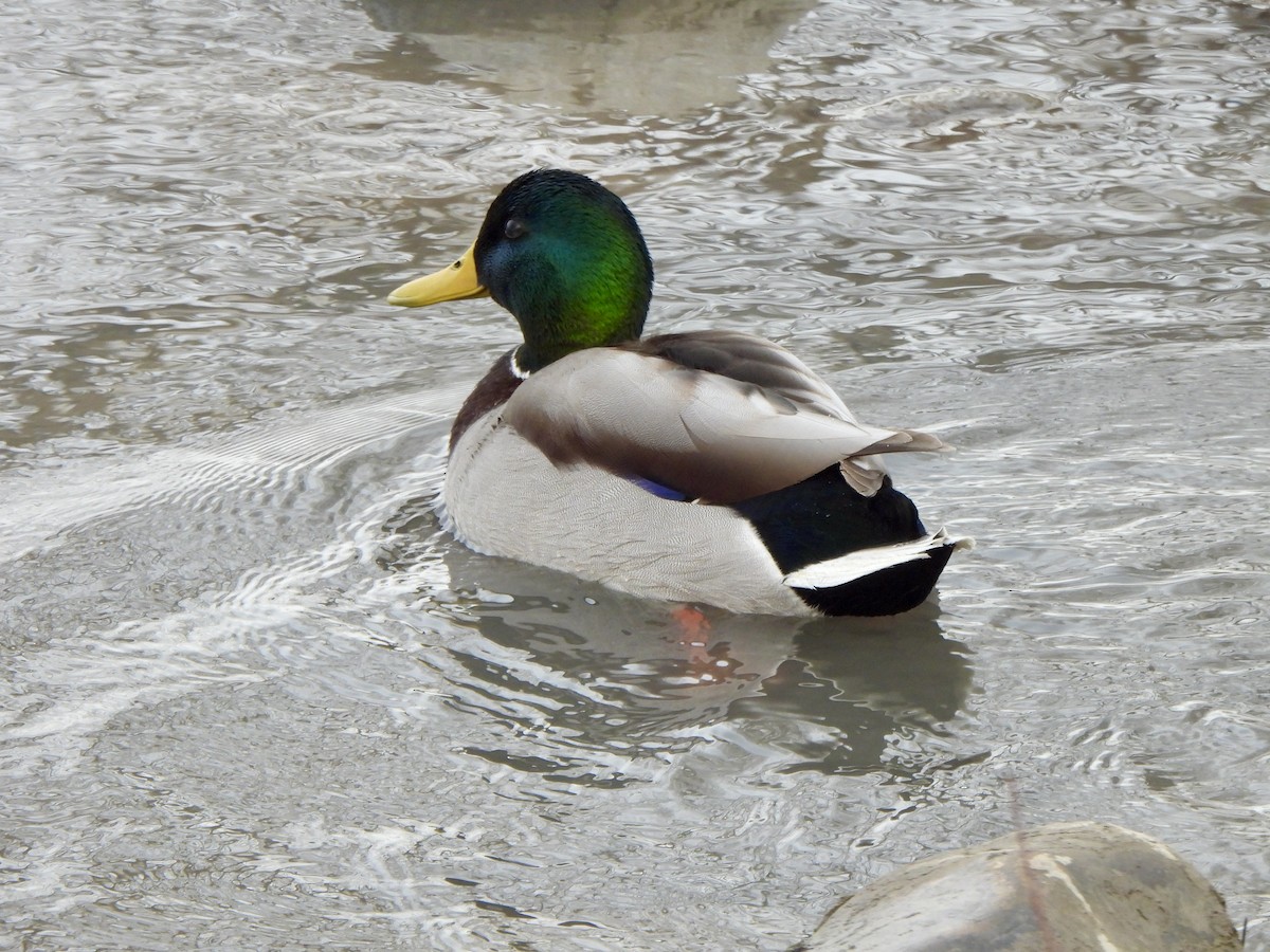 Mallard - ML645999558