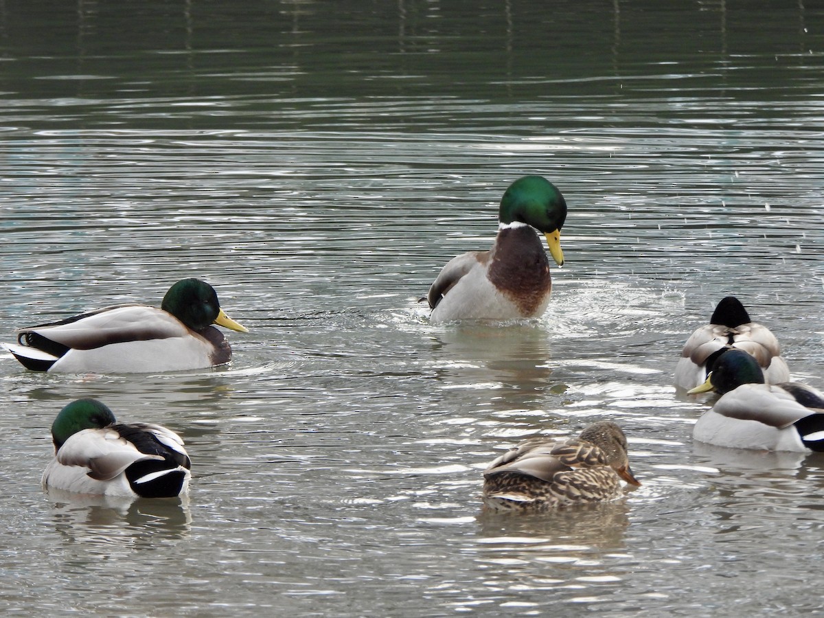 Mallard - ML645999559