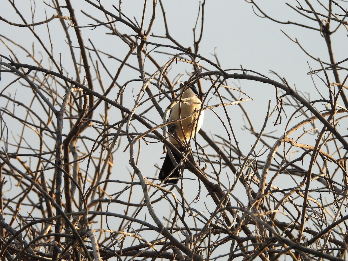 Gabon Boubou - ML645999562