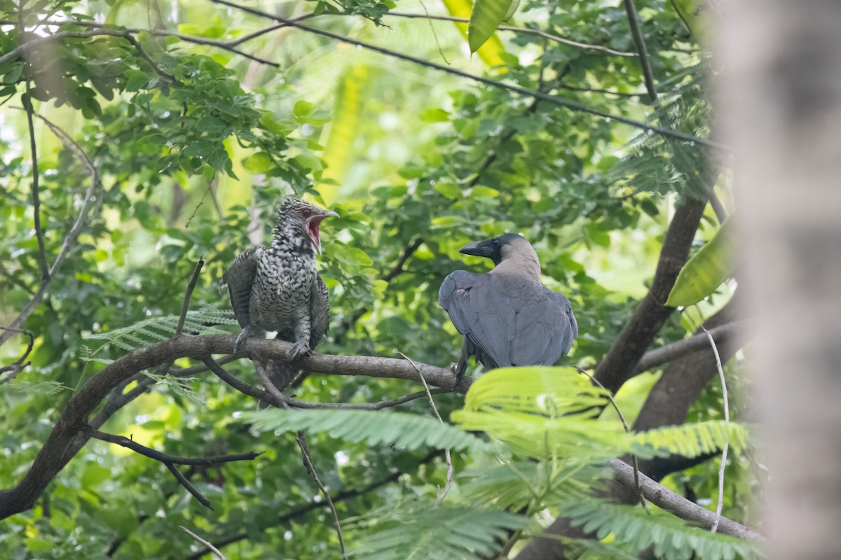 Asian Koel - ML645999563