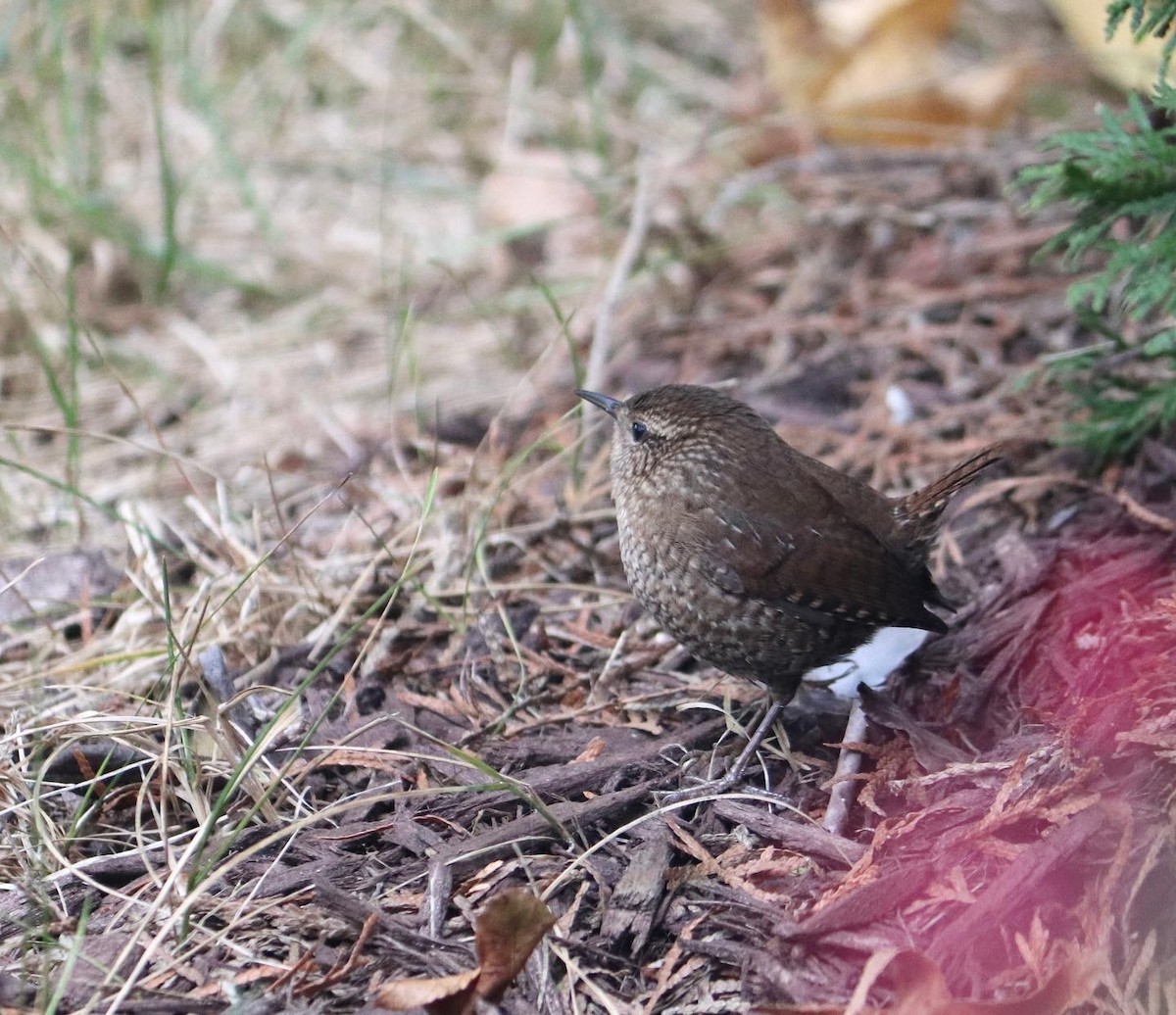 Winter Wren - ML645999564