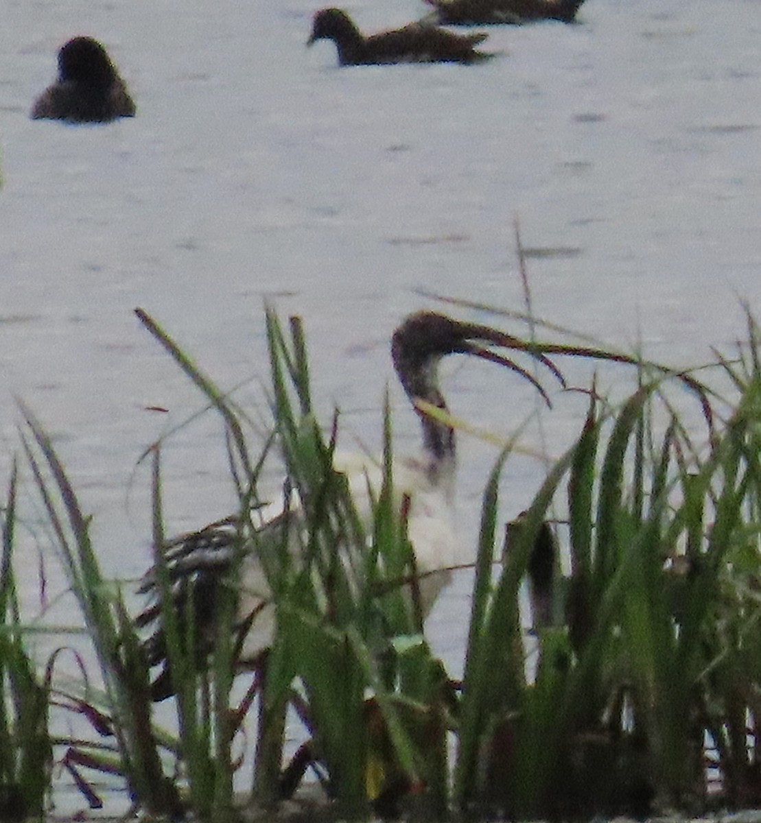 African Sacred Ibis - ML645999565