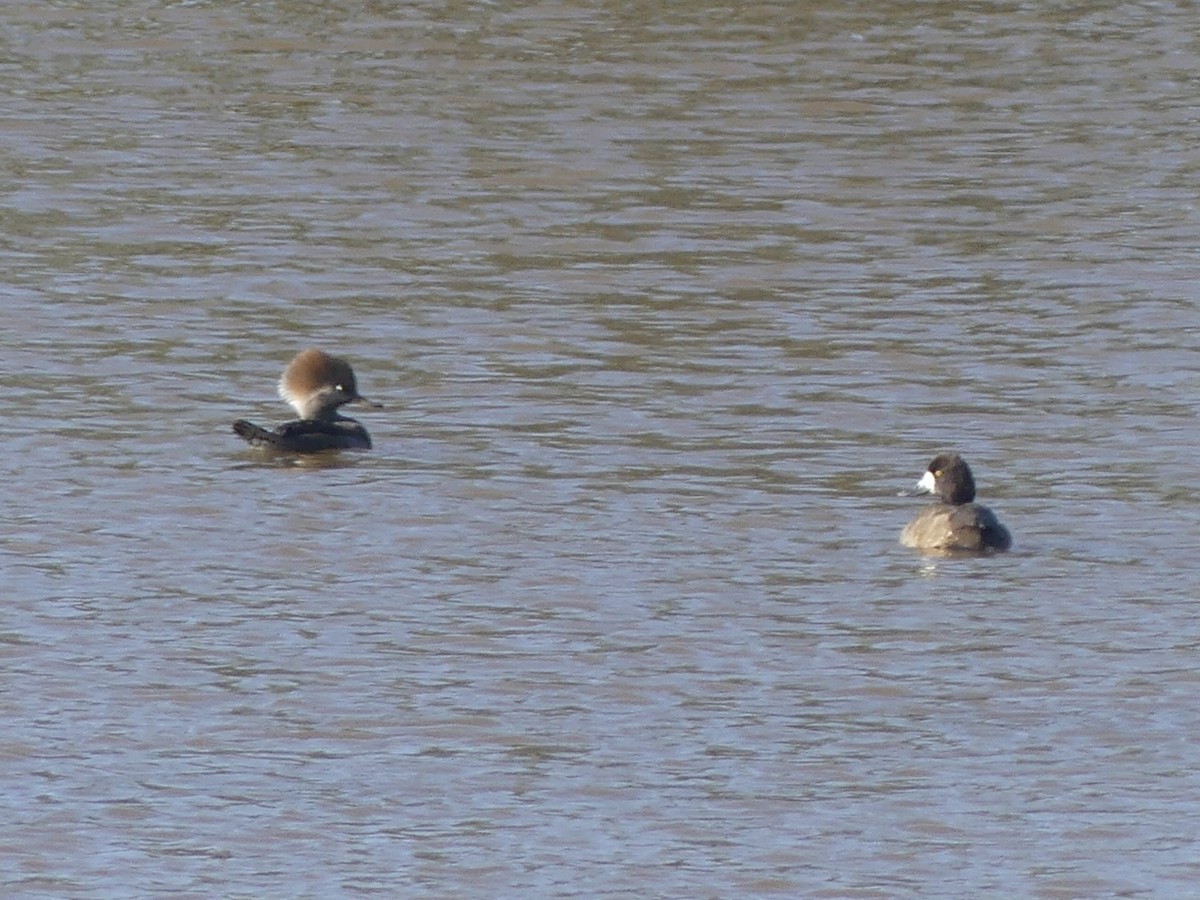 Морская чернеть - ML645999567