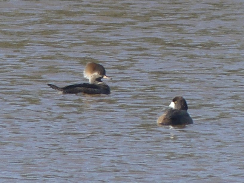 Морская чернеть - ML645999568